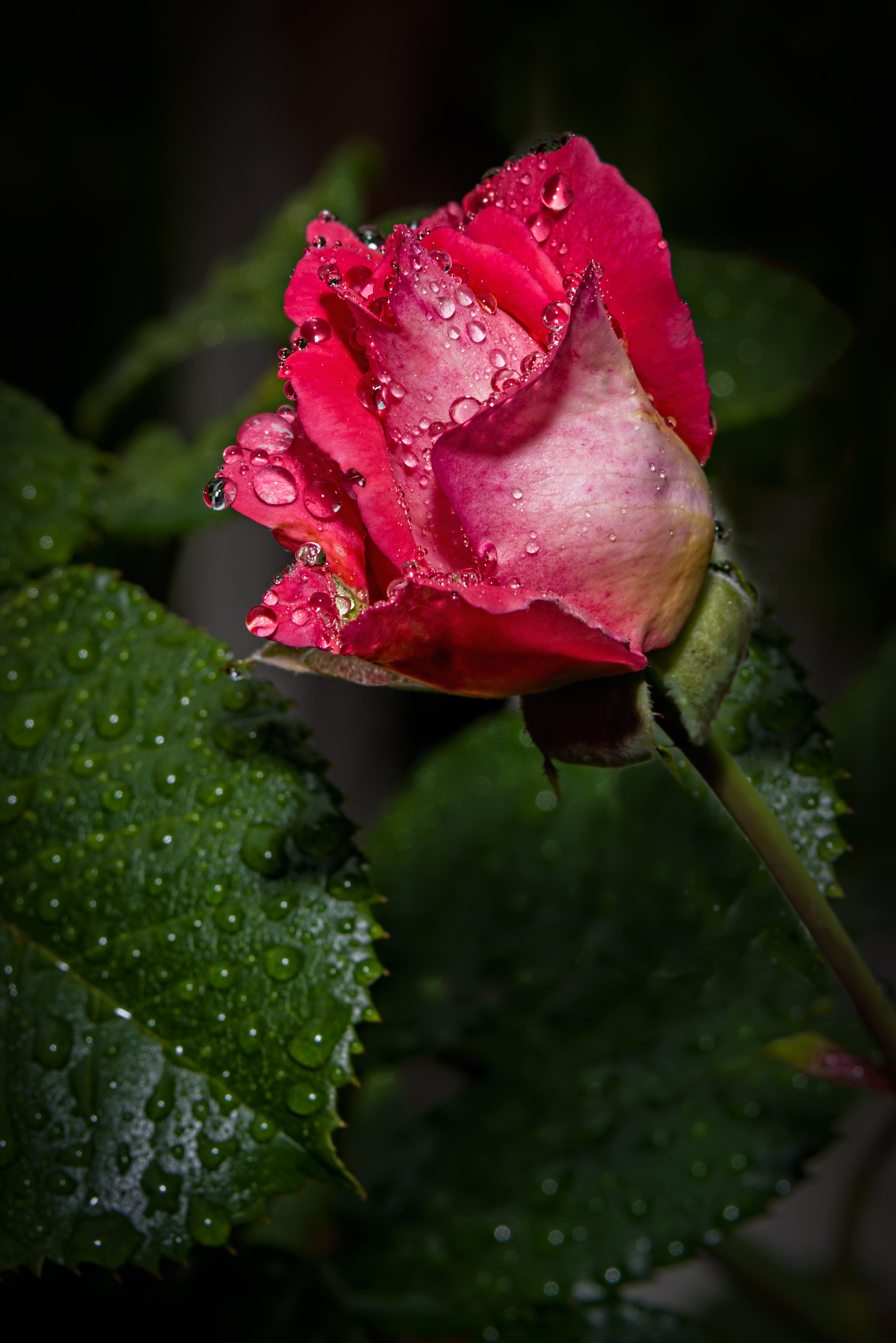 Wet Rose Bud Maxmphoto1